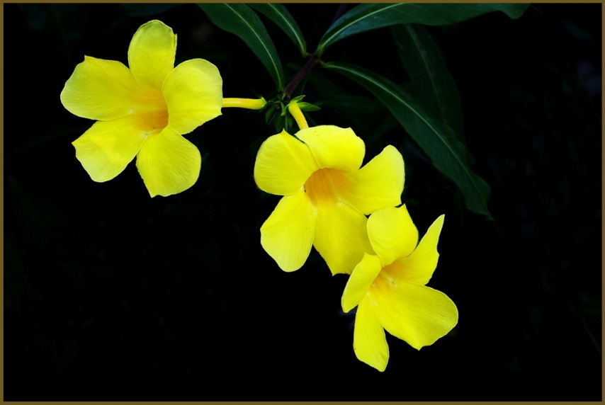 HONOUR....Patricia Anderson